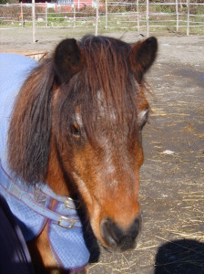 OSVALDO pony shetland